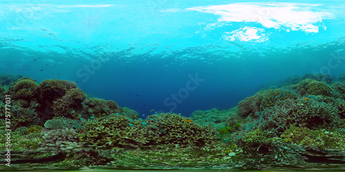 Coral reef underwater with fishes and marine life. Coral reef and tropical fish. Panglao, Philippines.