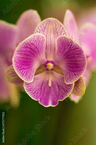 Pink Phaleonopsis Orchid photo