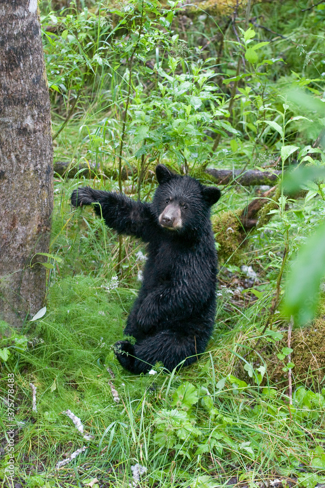 Wild black bear cub playing with a flower Wild black bear cub playing with a flower