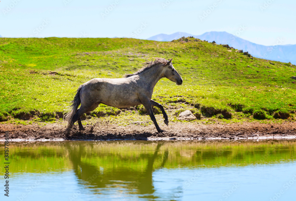 Horse in mountains Horse in mountains