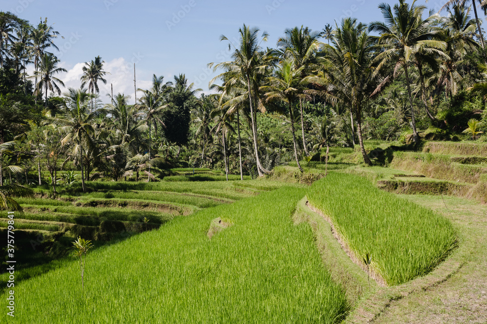 Rice Terraces Rice Terraces