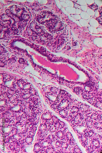 Adipose fat cell of anmial