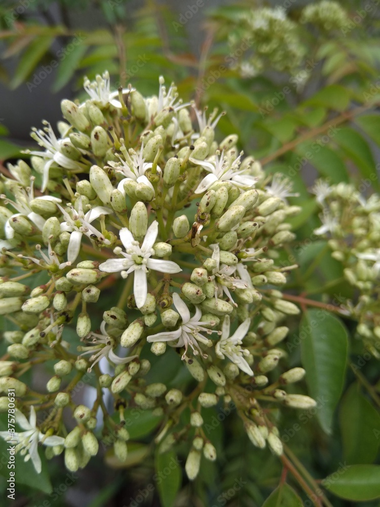 Flower Flower