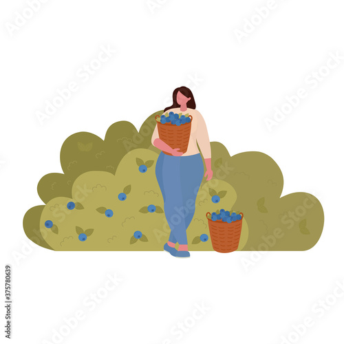 Woman picks berries in a basket from a bush. Vector Illustration for web page, presentation, print, banner. Farming, harvesting concept