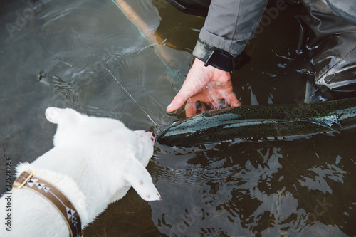 A puppy sniffs a fish caught in the river photo