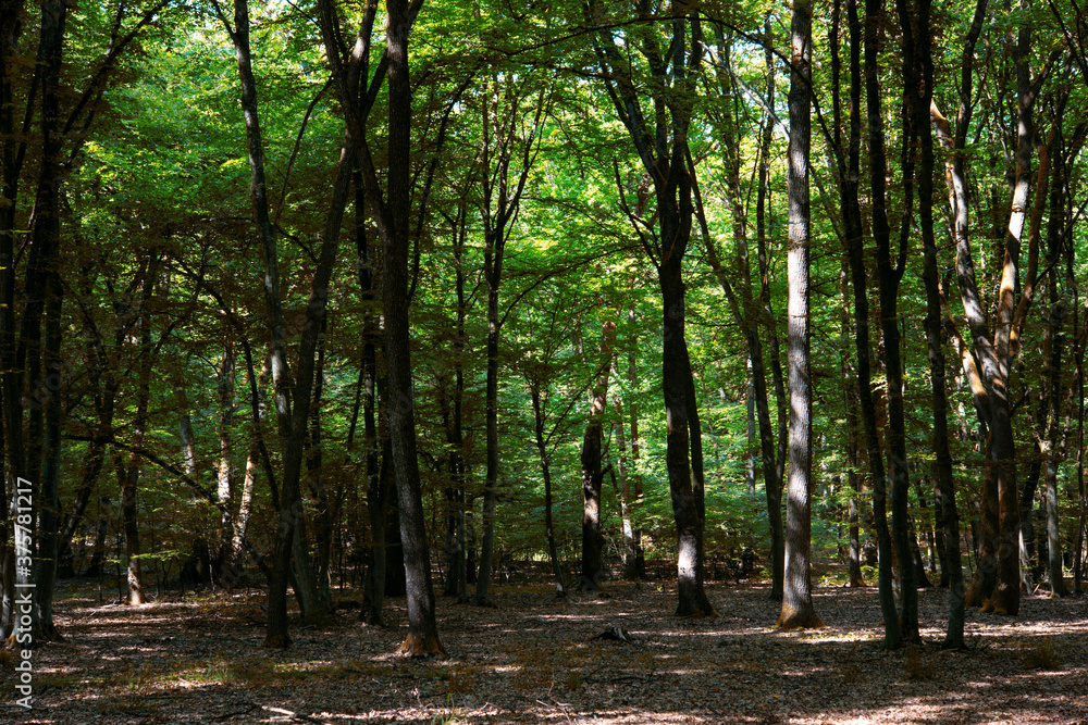 traveling through green forests on a beautiful summer day and admiring the sun's rays passing through the leaves traveling through green forests on a beautiful summer day and admiring the sun's rays passing through the leaves