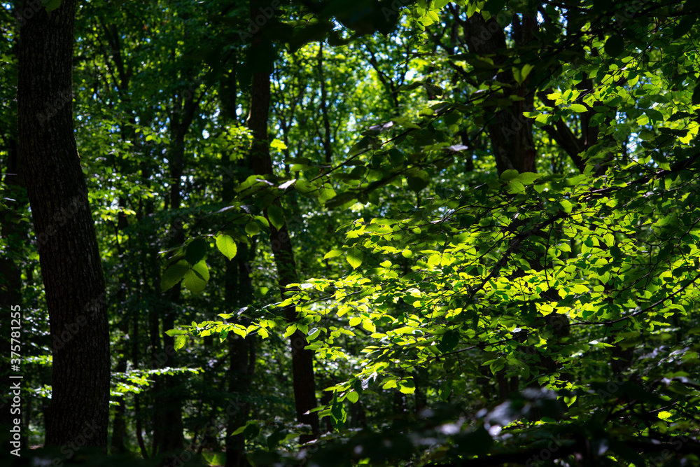 Fototapeta premium traveling through green forests on a beautiful summer day and admiring the sun's rays passing through the leaves