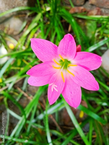 High Quality Beautiful  Flowers
