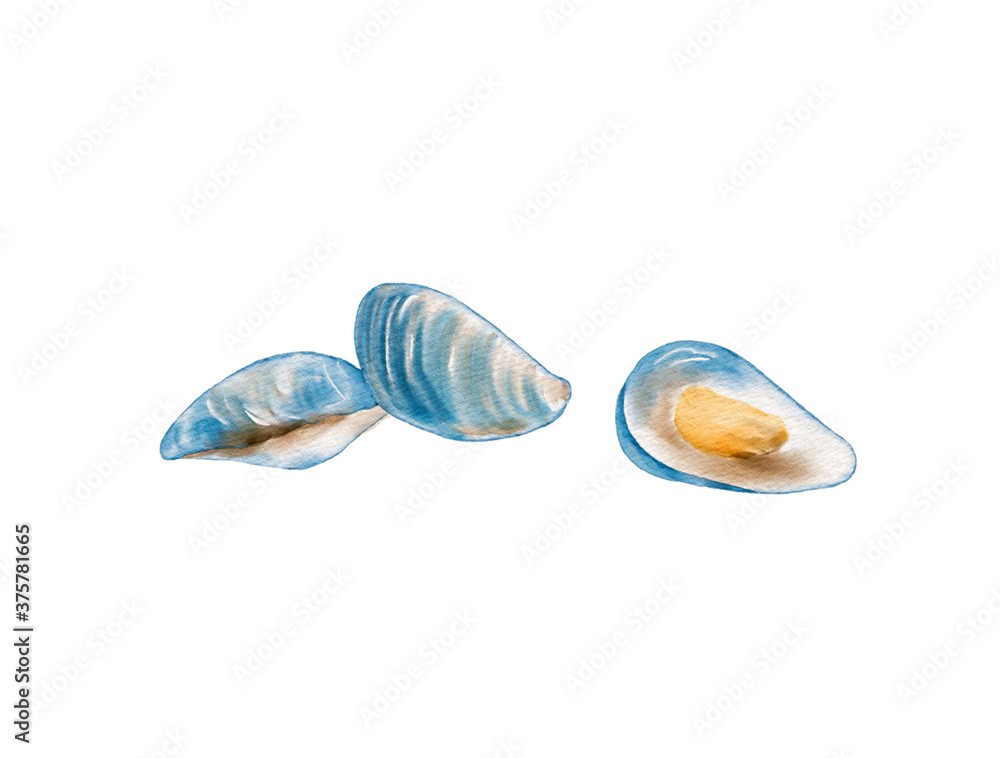 Watercolor Illustration of Mussel, isolated on white background.