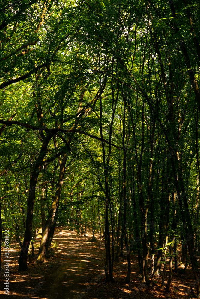traveling through green forests on a beautiful summer day and admiring the sun's rays passing through the leaves traveling through green forests on a beautiful summer day and admiring the sun's rays passing through the leaves