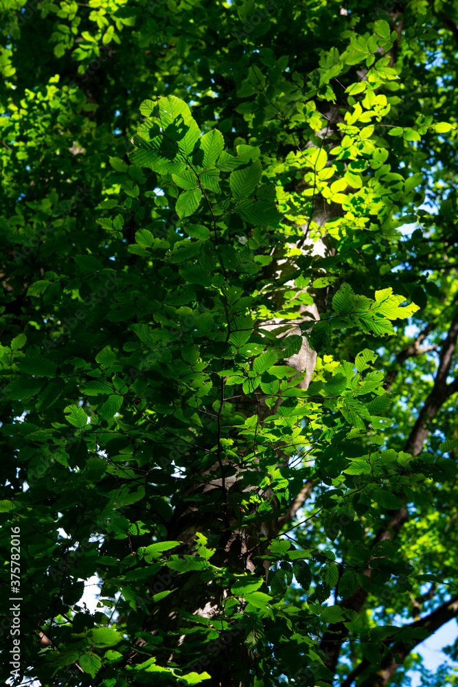 traveling through green forests on a beautiful summer day and admiring the sun's rays passing through the leaves traveling through green forests on a beautiful summer day and admiring the sun's rays passing through the leaves
