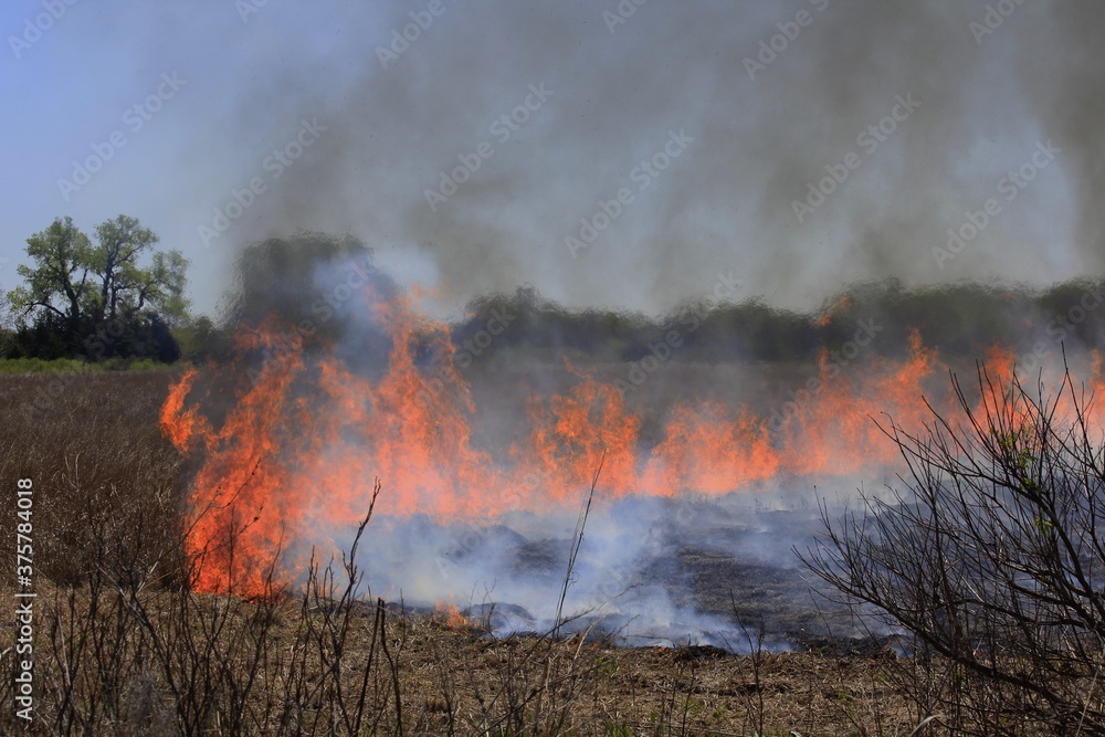 Fototapeta premium fire in the woods out in the country in Kansas.