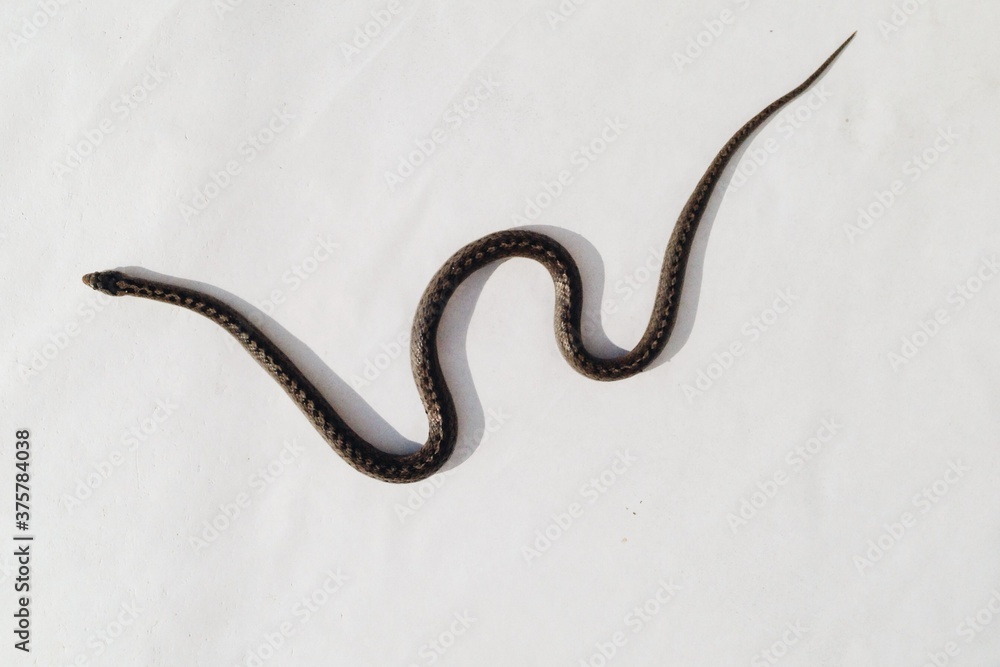 Snake Snake