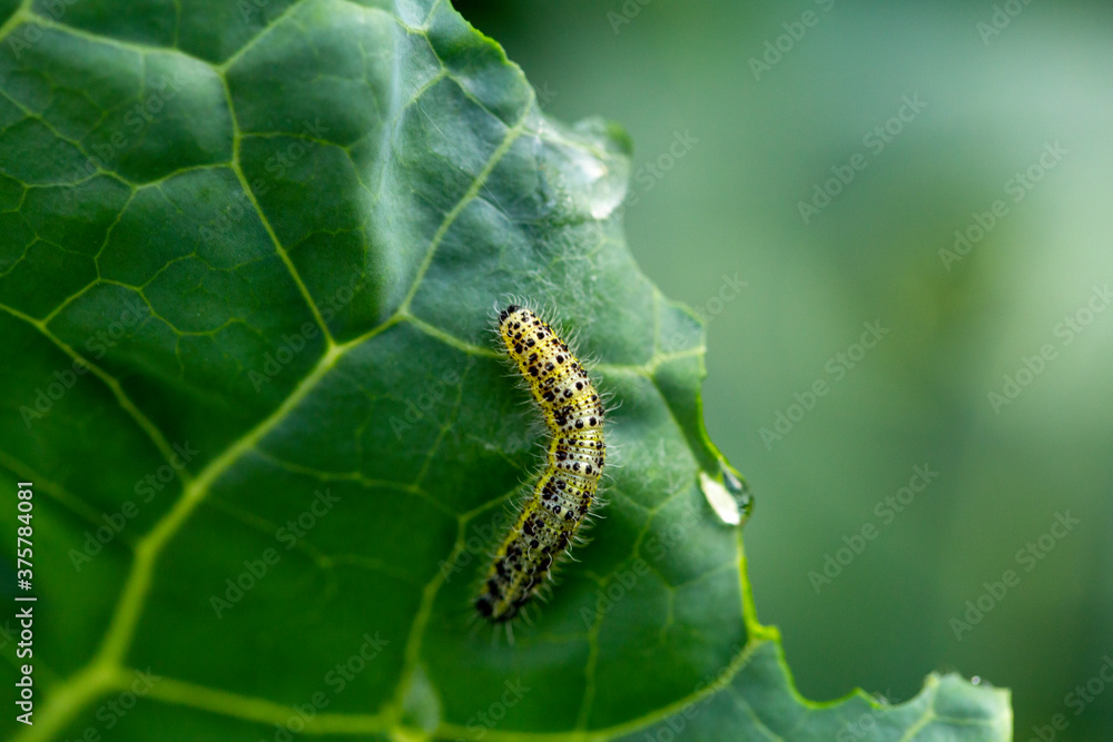 the caterpillars of the cabbage butterflies destroyed the cabbage crop