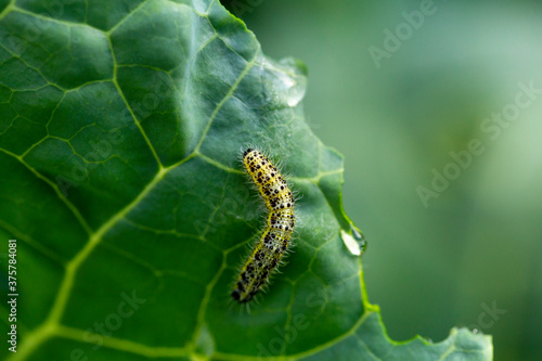 the caterpillars of the cabbage butterflies destroyed the cabbage crop, garden pests © Nady