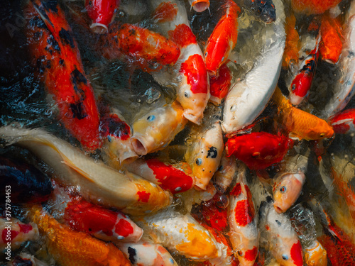 Colourful charming Koi Carp Fishes moving in pond, Koi carps crowding together competing for food