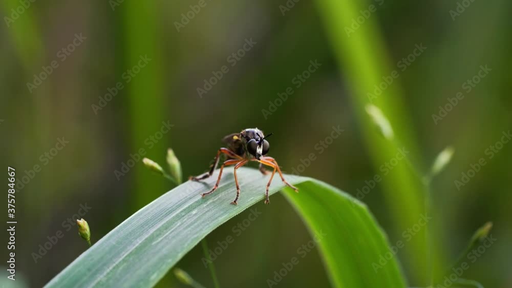 A small brown fly with red paws sits on a green leaf. A small brown fly with red paws sits on a green leaf.