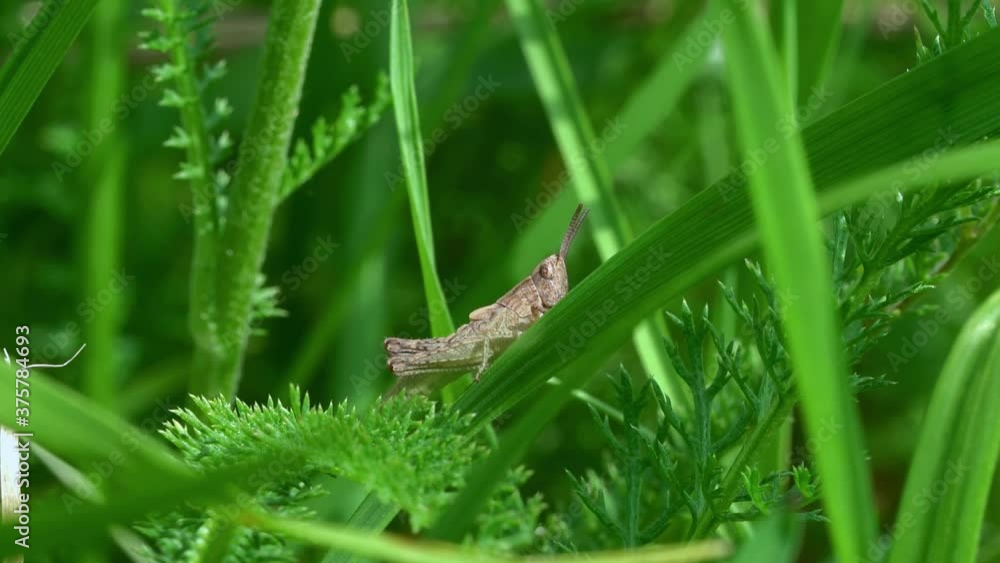 A small gray grasshopper sits in a green thicket of grass. A small gray grasshopper sits in a green thicket of grass.