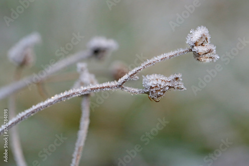 Herbs and dried flowers in the frost. Frost on the grass.Winter beautiful natural plant background in Gray tones..November and December. Late Autumn. Winter time 