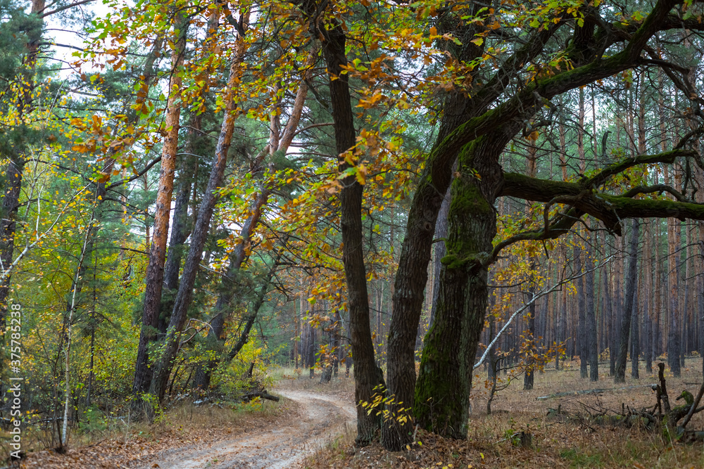 ground road through quiet autumn forest, outdoor natural background ground road through quiet autumn forest, outdoor natural background