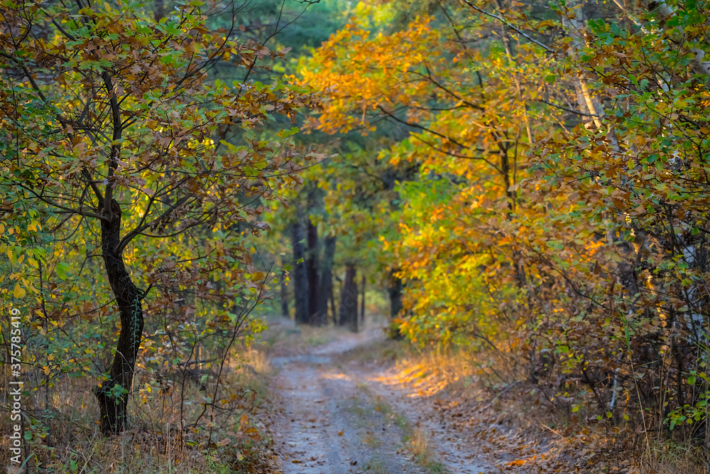 Naklejka premium ground road through quiet autumn forest, outdoor natural background
