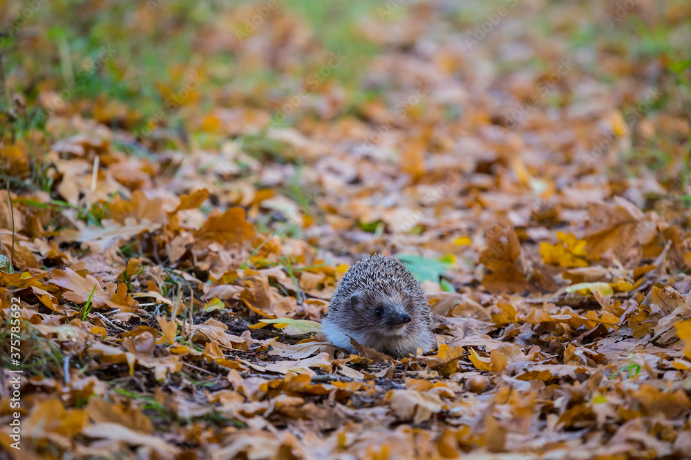 closeup little hedgehog swarming in dry leaves, autumn wild animal outdoor scene