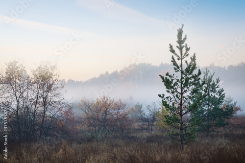 pine forest glade in a mist, early morning outdoor scene