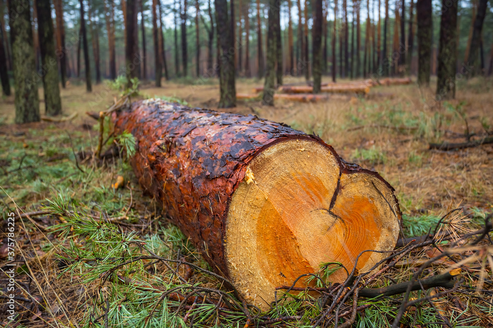 closeup pine tree trunk lie in a forest, outdoor lumber background closeup pine tree trunk lie in a forest, outdoor lumber background