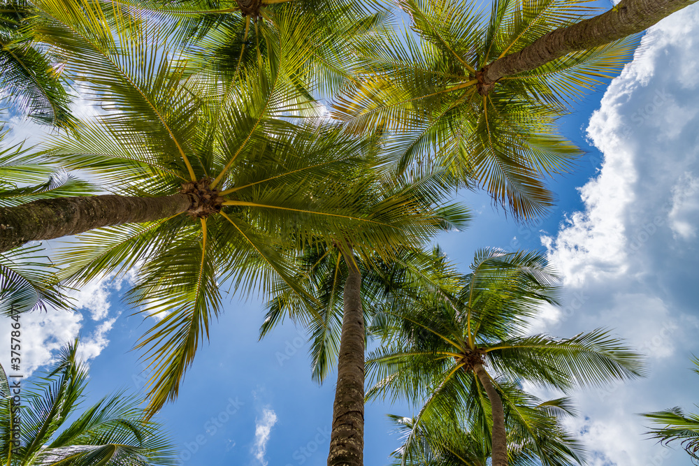 Fototapeta premium Coconut trees over blue sky