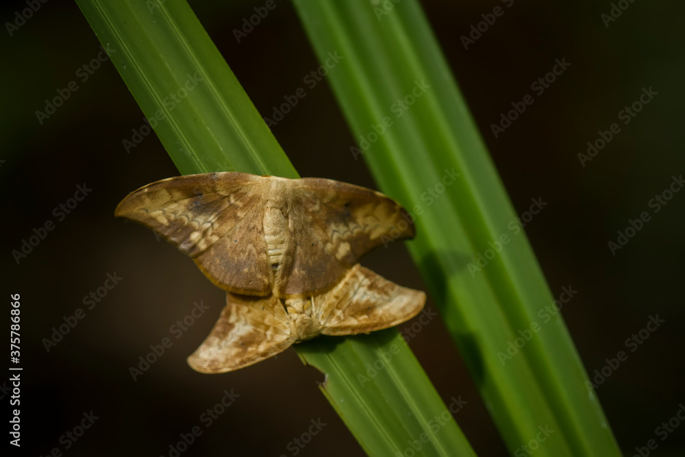 Fototapeta premium butterfly matting on leaf