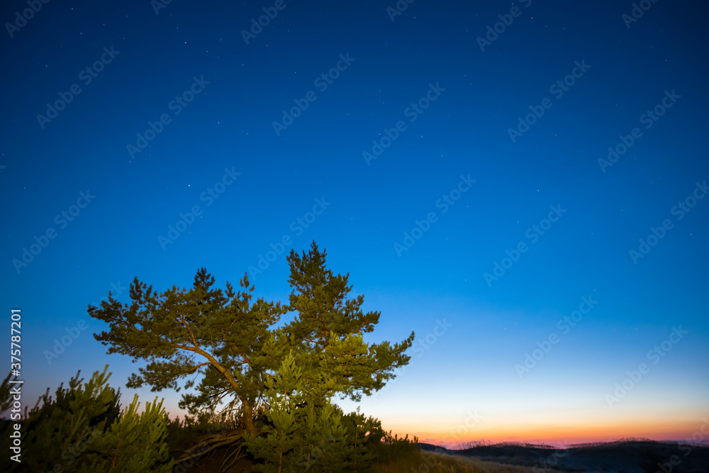 alone pine tree on a dark blue sky background, twilight outdoor scene alone pine tree on a dark blue sky background, twilight outdoor scene