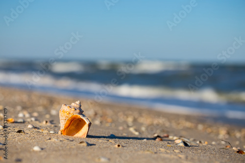 alone marine shell lie on a sandy sea beach, summer vacation scene