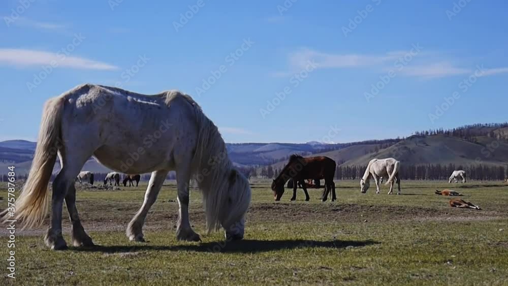 A herd of horses on the Mongolian prairie near Lake Khuvsgul A herd of horses on the Mongolian prairie near Lake Khuvsgul
