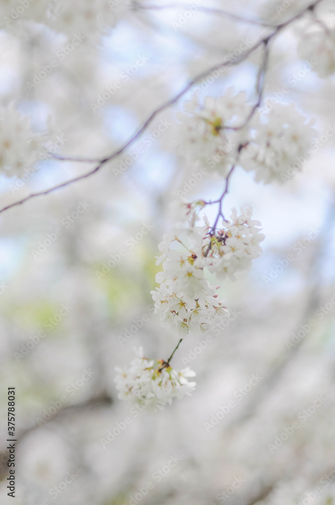 Cherry blossom in the spring Cherry blossom in the spring