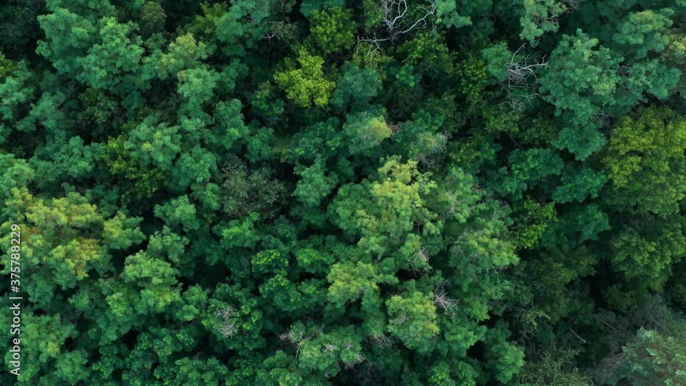 top view of a green forest. Shot with a drone, the drone smoothly rises up - showing a large area
top view of a green forest. Shot with a drone, the drone smoothly rises up - showing a large area