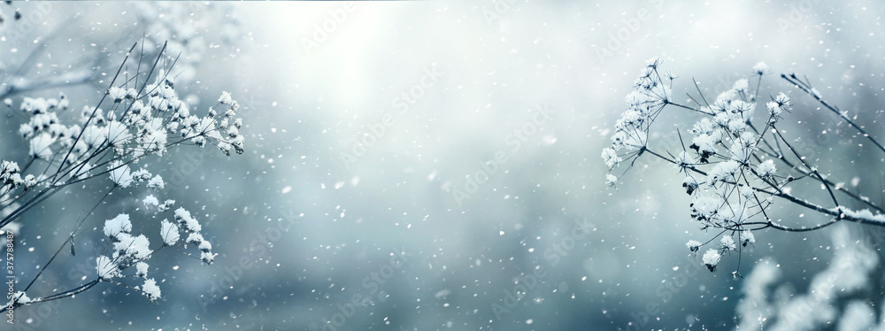 Panorama of snow-covered branches of dry grass during a snowfall, copy space - obrazy, fototapety, plakaty 