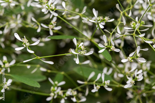 Tiny white-green euphorbia flowers (Euphorbia hypericifolia) bloom in the botanical garden in Aivazovskoye park. Crimea. Russia. Macro