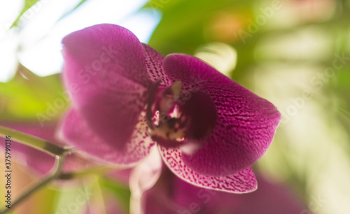 purple orchid flower