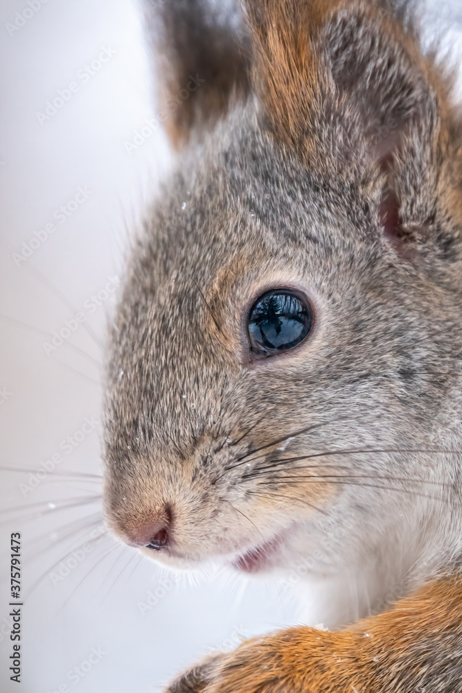 Portrait of a squirrel in winter on white snow background Portrait of a squirrel in winter on white snow background