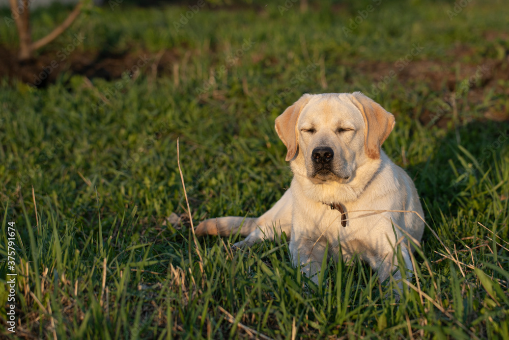 Domestic dog enjoying nature on grass. Labrador Retreiver sleep outdoor.