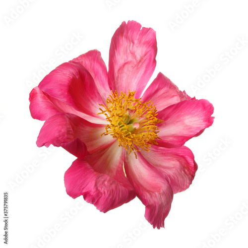 Bright pink peony flower isolated on white background.