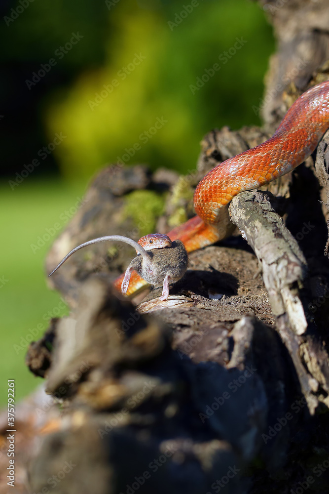 Fototapeta premium The corn snake (Pantherophis guttatus) with prey on a green background. A color mutation of a corn snake in a typical hunting position.