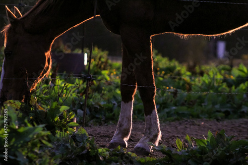 beautiful white legged reddish brown horse silhouette at sunset, grazing, with light reflection and greenery in contrast