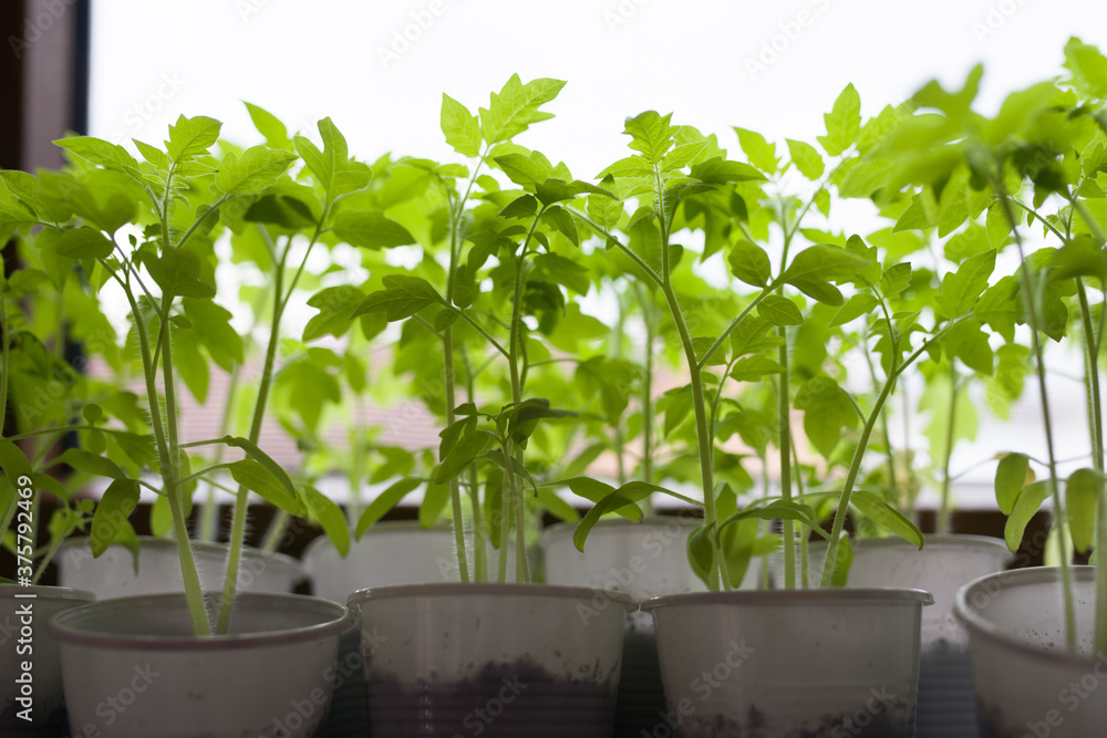 Closeup of potted seedlings growing in the window Closeup of potted seedlings growing in the window