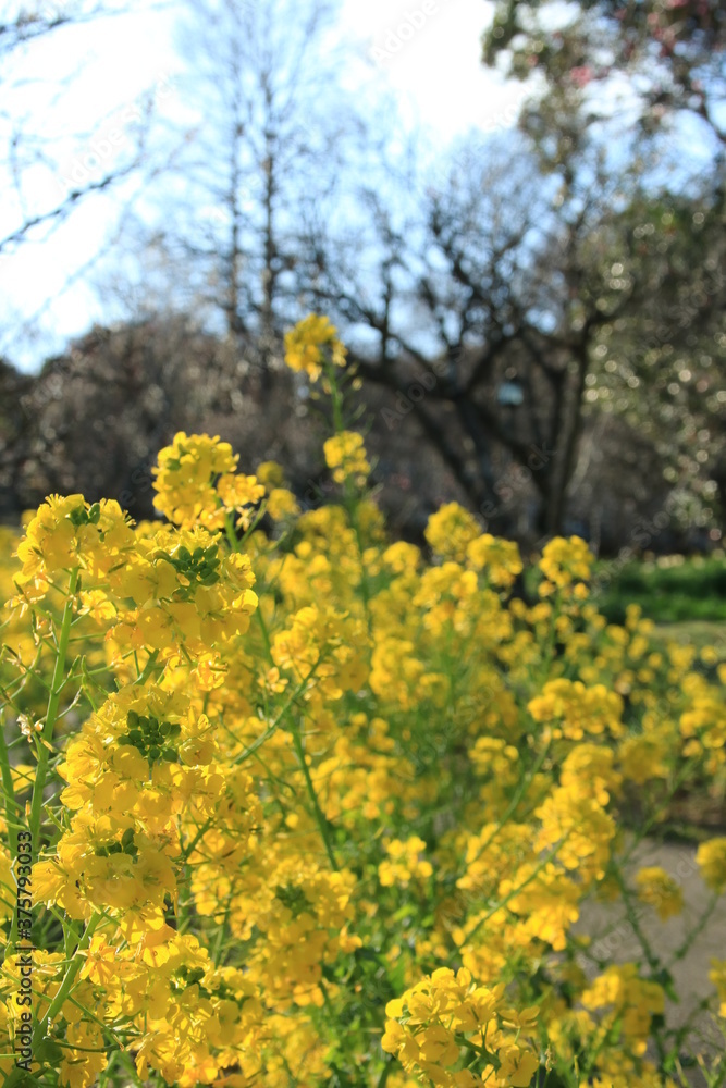 Fototapeta premium 菜の花