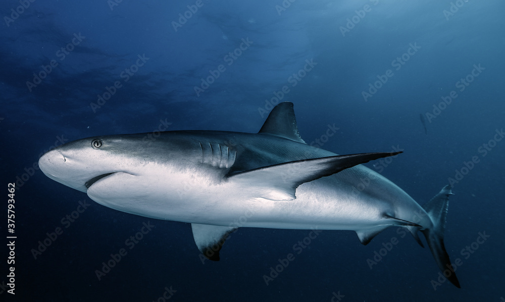 caribbean reef shark caribbean reef shark