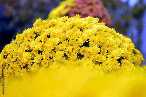 Lahr, »Chrysanthema«: Blumenfestival von Mitte Oktober bis Anfang November: Slogan: »Die Stadt, die im Herbst blüht.« Eine Auswahl an Arrangements und Dekorationen zwischen den Jahren 2010 bis 2019.. photo