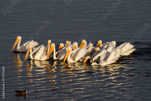 White Pelican Feeding Group