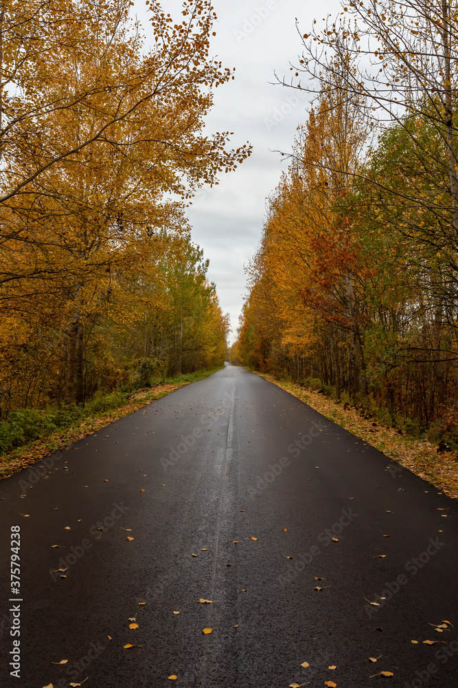 autumn road forest