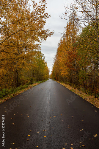 autumn road forest